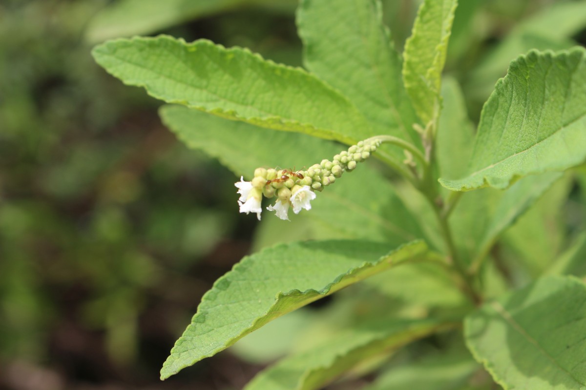 Varronia curassavica Jacq.